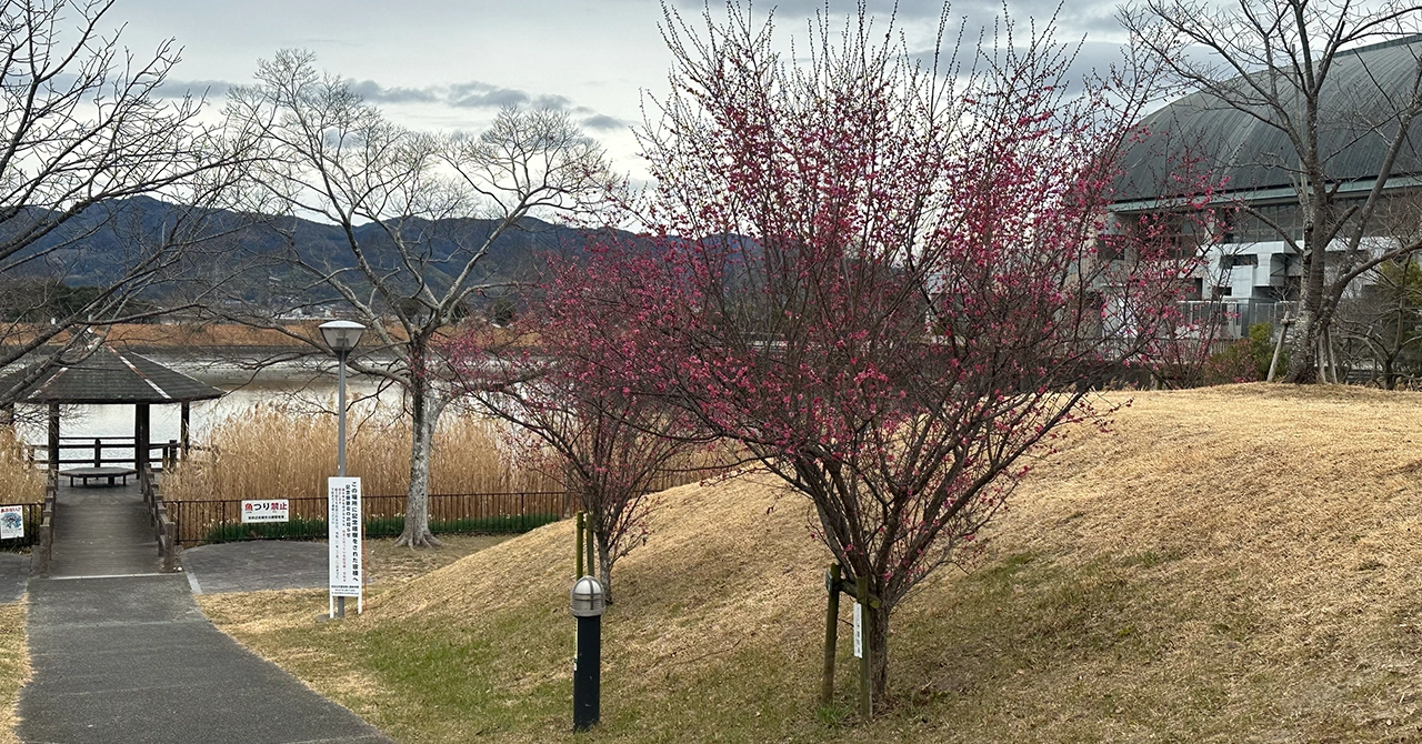 Plum Blossoms at Tanabe Park, near Tanabe Central Gymnasium