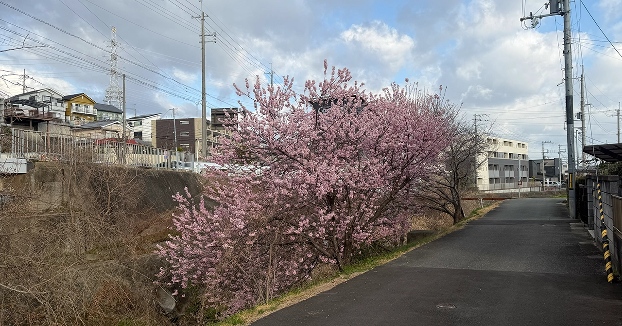 Early-blooming cherry blossoms near the Hata bus stop in Kyotanabe