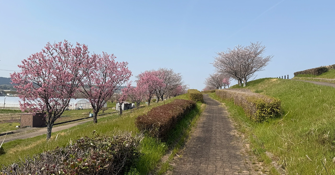 Cherry Blossoms at the Tanabe Kizugawa Tsutsumi Ryokuchi