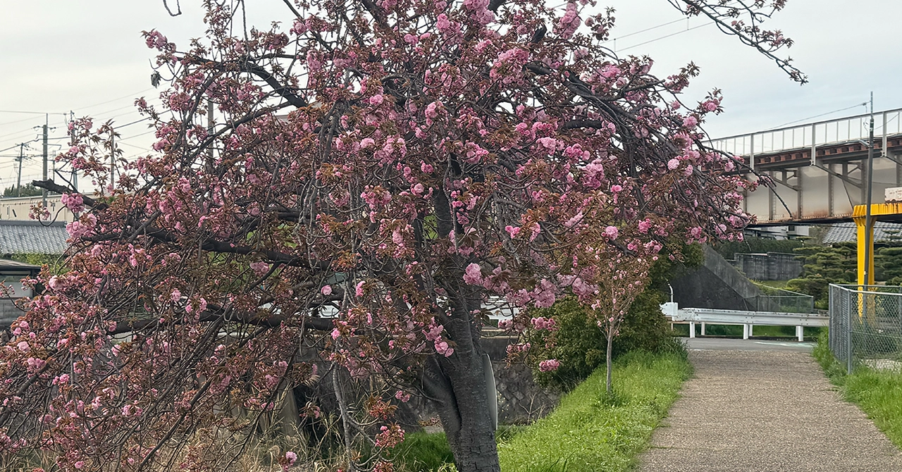 Double cherry blossoms along the Tebaragawa River near JR Osumi Station